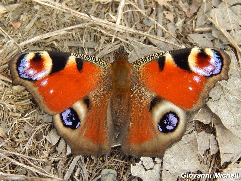 Parco del ticino : incontri del 23/8/14